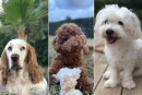 <h2 data-start="114" data-end="145">🐾 Meet Our Furry Friends!</h2>
<p data-start="147" data-end="361">Say hello to our trio: <strong data-start="178" data-end="187">Lowie</strong>, the playful Cocker Spaniel, <strong data-start="217" data-end="226">Hachi</strong>, the charming Maltese and <strong data-start="254" data-end="263">Bongo</strong>, our mischievous Poodle. These three bring joy, cuddles and lots of fun to our days! 🐶💛</p>
<p data-start="363" data-end="486">At <strong data-start="366" data-end="389">Les Chiens du Monde</strong>, dogs from all over the world. Every dog has a story, and we&rsquo;d love to see yours!</p>
<p data-start="488" data-end="672">📸 Want to be featured? Create your profile and share photos of your beloved companions. Join our community of dog lovers and let&rsquo;s celebrate tails, paws and happy moments together!</p>
<p data-start="674" data-end="757">#LesChiensDuMonde #DogLovers #Friends #cotedazur #Pawsome #DogCommunity #FeatureYourDog</p>