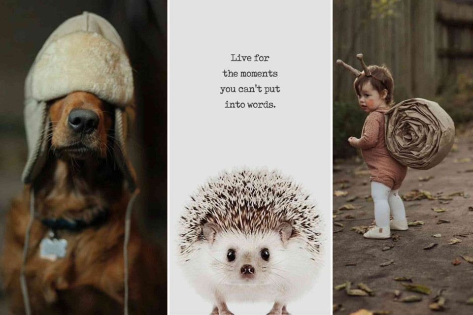 <p data-start="320" data-end="520">Some days don&rsquo;t need big plans or perfect pictures &mdash; just small, funny, heartwarming moments that make you stop and smile.<br data-start="442" data-end="445">A silly hat, a curious look, a bit of chaos that somehow feels like home.&nbsp;</p>
<p data-start="522" data-end="655">It&rsquo;s those imperfect, ordinary moments that remind me what life is really about &mdash; connection, laughter, and a sense of playfulness.&nbsp; <strong>Moments You Can&rsquo;t Put Into Words.&nbsp;</strong></p>
<p data-start="657" data-end="747">Not everything has to be explained or styled.&nbsp;<br data-start="702" data-end="705">Some things are just meant to be <em data-start="738" data-end="745">felt. From the Editor &mdash; Cindy</em></p>