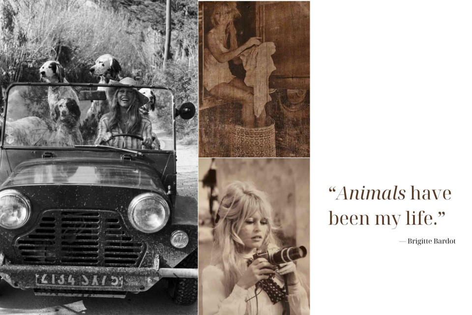 <p data-start="211" data-end="248">✨ <strong data-start="213" data-end="244">Brigitte Bardot (1934&ndash;2025)</strong> ✨&nbsp;</p>
<p data-start="250" data-end="355">Today we say goodbye to Brigitte Bardot.&nbsp;<br data-start="290" data-end="293">Not only a film icon, but a woman who made deliberate choices.&nbsp;</p>
<p data-start="357" data-end="519">She had everything the world associates with success: beauty, fame, freedom.<br data-start="433" data-end="436">Yet she chose a different path &mdash; one guided by responsibility and care for animals.&nbsp;</p>
<p data-start="521" data-end="621">💬 <em data-start="524" data-end="621">&ldquo;I gave my beauty and my youth to men. I am going to give my wisdom and experience to animals.&rdquo;&nbsp;</em></p>
<p data-start="623" data-end="772">Her commitment to animal welfare was not symbolic.&nbsp;<br data-start="673" data-end="676">She paid attention where others looked away.&nbsp;<br data-start="720" data-end="723">She used her voice for those who do not have one.&nbsp;</p>
<p data-start="774" data-end="892">Her legacy reminds us that real impact is not about visibility,&nbsp;<br data-start="837" data-end="840">but about the choices we make and what we stand for.&nbsp;</p>
<p data-start="894" data-end="980">🕊️ Rest in peace, Brigitte Bardot.&nbsp;<br data-start="929" data-end="932">Your dedication to animals continues to inspire. <!--StartFragment --><span class="cf0">From the Editor &mdash; Cindy</span><!--EndFragment --></p>