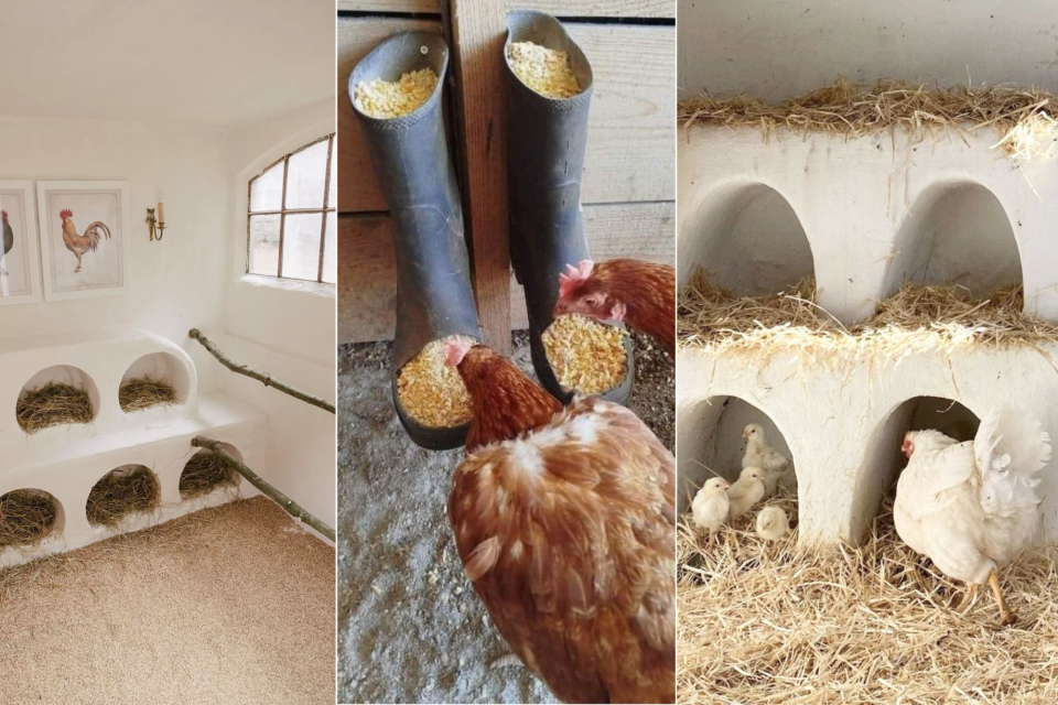 <p><strong>Spring does not only bloom in fields.</strong> It wakes inside the coop.</p><p>Fresh straw layered carefully. Hens gathering at feeding boots filled with grain. Quiet nesting spaces carved into whitewashed walls. Life here moves in repetition and care. In small routines that rarely change yet always matter.</p><p>Chicks gather close to warmth while the mother watches. There is no rush. Only instinct. Only rhythm.</p><p>This is the side of seasonal living that is often unseen. Not romanticized fields but the daily tending. The feeding. The cleaning. The waiting.</p><p>To live close to nature is to participate in it. Not just admire it.</p><p>And in these simple spaces, spring feels real.</p><p>#StepOutside #CountryLife #SeasonalRhythm #FarmLiving #SpringAwakening</p>